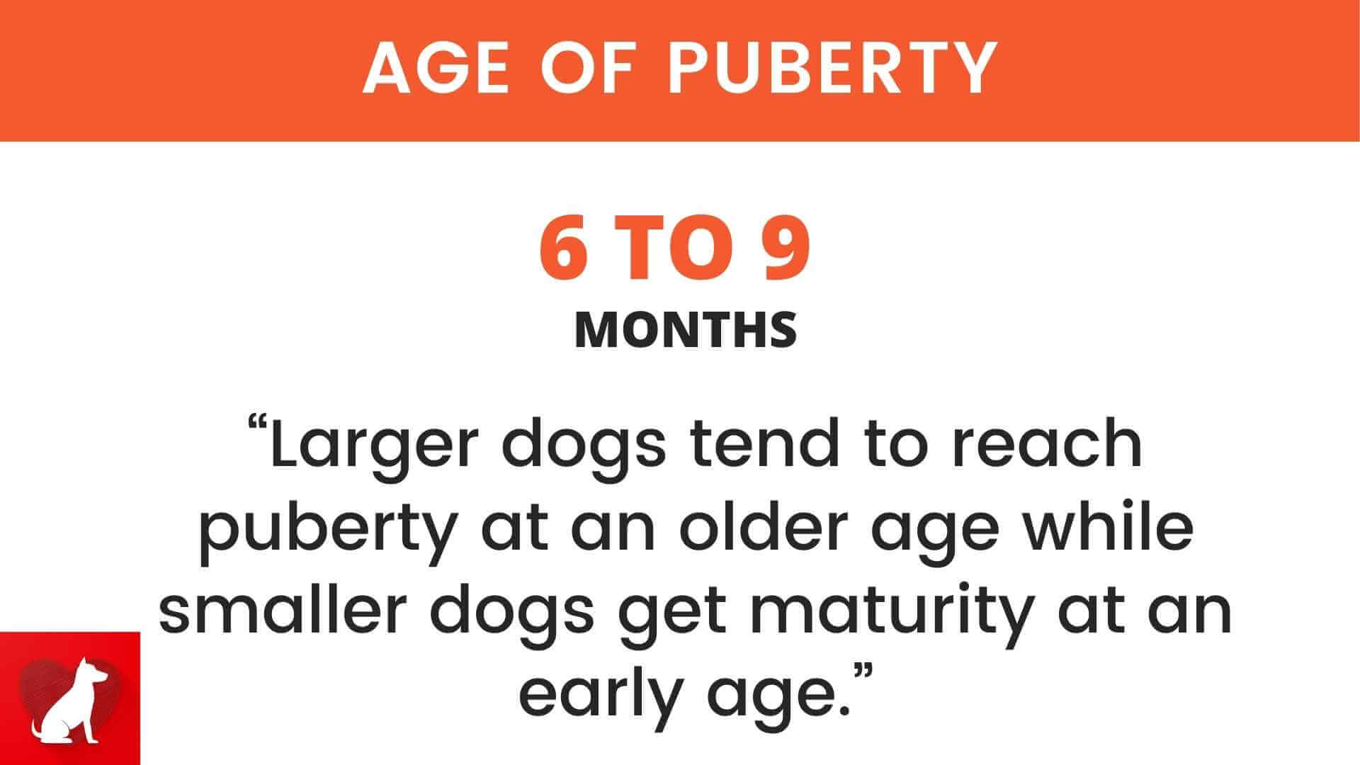 Age of puberty in dogs