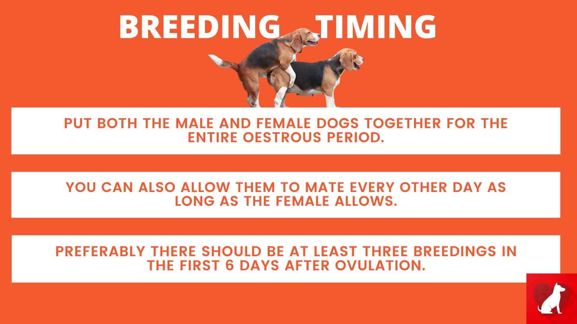 Breeding time in dogs
