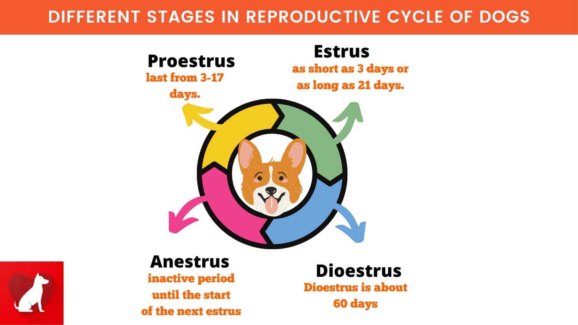 Different Stages In Reproductive Cycle of dogs