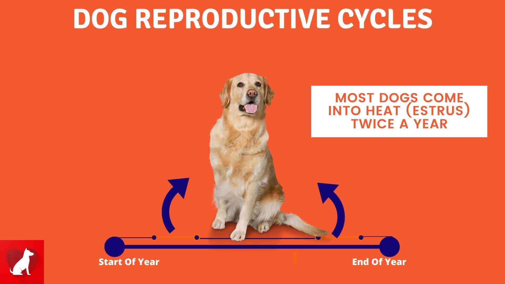 Dog Reproductive Cycles