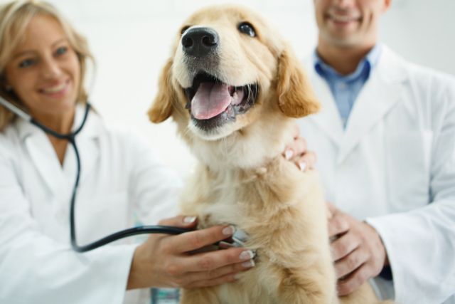 Pet Cardiology at Petyaari Veterinary Clinic Pet Cardiology at Petyaari Veterinary Clinic