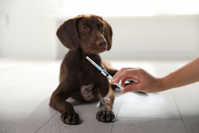 Pet Chemotherapy at Petyaari Veterinary Clinic Pet Chemotherapy at Petyaari Veterinary Clinic