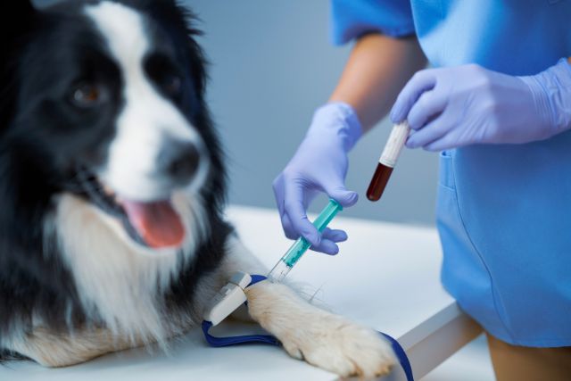 Pet-Laboratory-Diagnostic-Testing-at-Petyaari-Veterinary-Clinic Pet-Laboratory-Diagnostic-Testing-at-Petyaari-Veterinary-Clinic