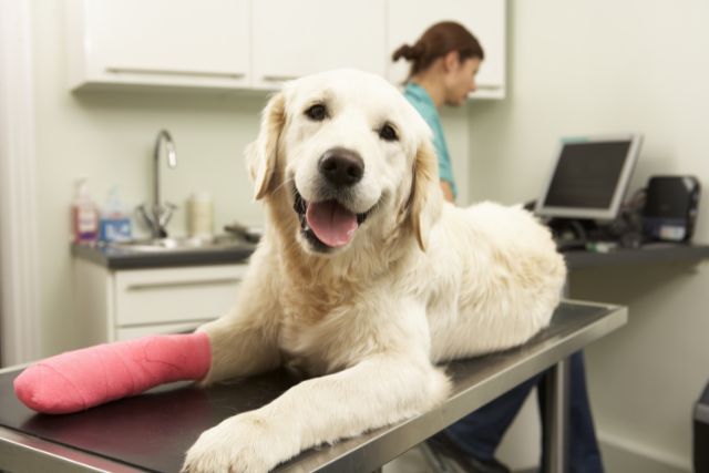 Pet Orthopedic surgery at Petyaari Veterinary Clinic Pet Orthopedic surgery at Petyaari Veterinary Clinic