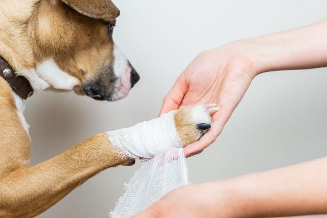 Pet Pain Management at Petyaari Veterinary Clinic Pet Pain Management at Petyaari Veterinary Clinic