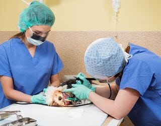 Canine Distemper Virus Canine Distemper Virus