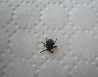 Canine Tick-Borne Disease Advanced Panel, PCR (Babesia, Ehrlichia, Hepatozoon, Anaplasma) Canine Tick-Borne Disease Advanced Panel, PCR (Babesia, Ehrlichia, Hepatozoon, Anaplasma)