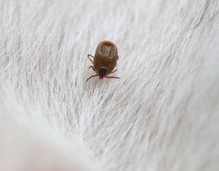 Canine Tick-Borne Disease Panel, PCR (Babesia, Ehrlichia, Hepatozoon) Canine Tick-Borne Disease Panel, PCR (Babesia, Ehrlichia, Hepatozoon)