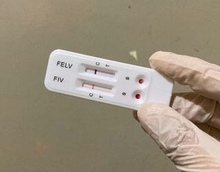 Feline Leukemia Virus (FeLV) Feline Leukemia Virus (FeLV)