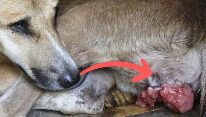 Canine Transmissible Venereal Tumor Deformation of external genitalia in TVT female dog