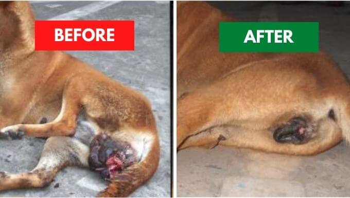 Canine Transmissible Venereal Tumor TVT before and after treatment