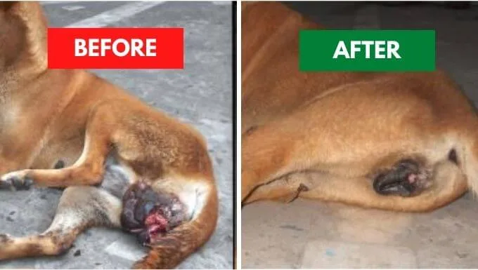 Canine Transmissible Venereal Tumor TVT before and after treatment