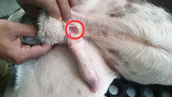 Canine Transmissible Venereal Tumor TVT at base of Male Penies