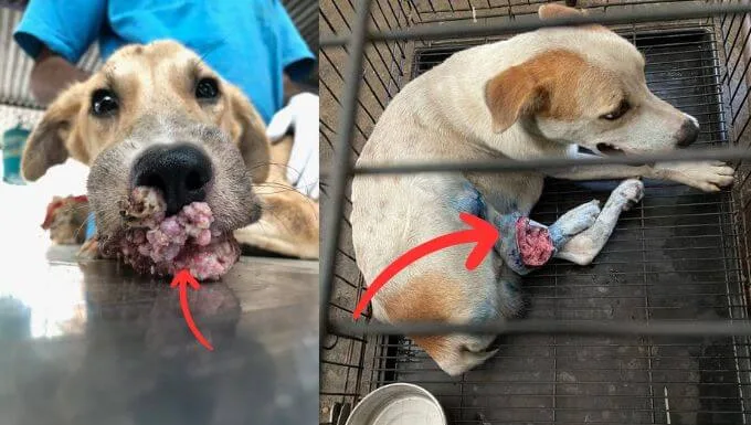 Canine Transmissible Venereal Tumor TVT tumour on the skin, nasal and oral cavities