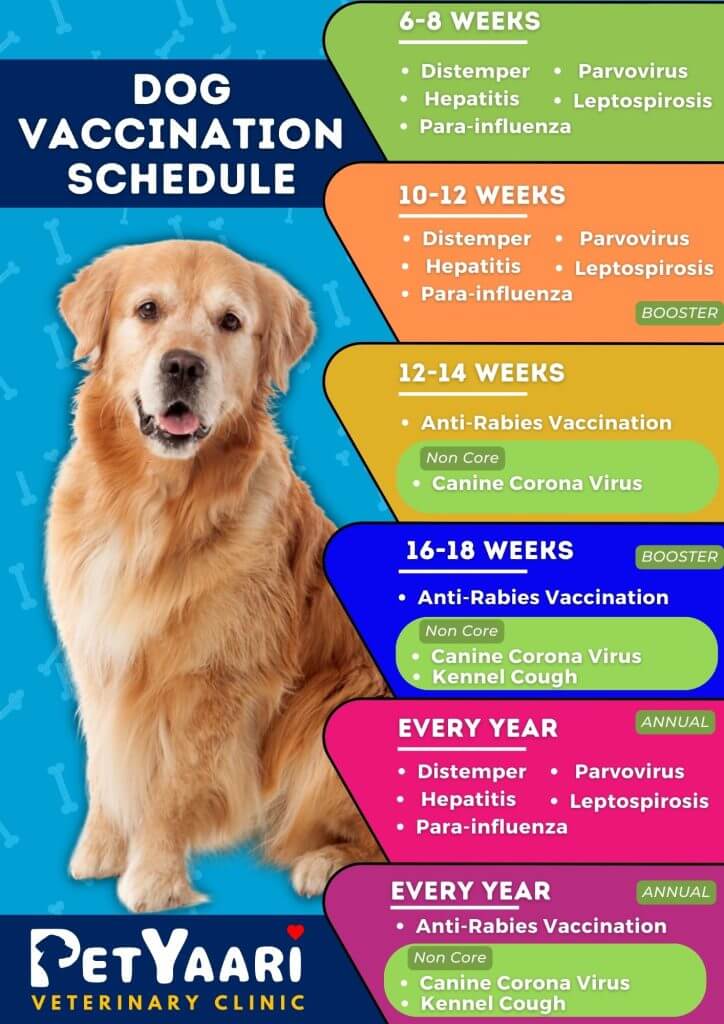 Dog Vaccinations in India: Schedule and Costs Dog Vaccination Schedule