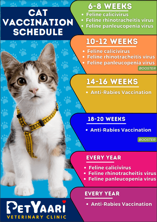 The Importance of Regular Pet Vaccinations in Hyderabad Cat Vaccination Schedule