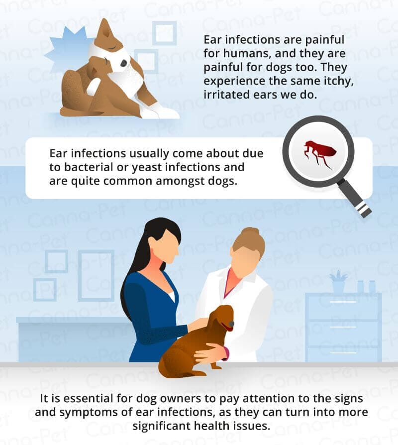 Dog Ear Infections: Symptoms, Causes, and Treatment Dog Ear Infection
