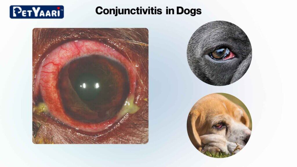 Dog Eye Discharge: What It Means and How to Treat It Conjunctivitis in Dogs