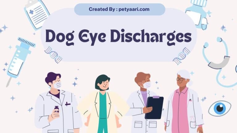 Dog Eye Discharges
