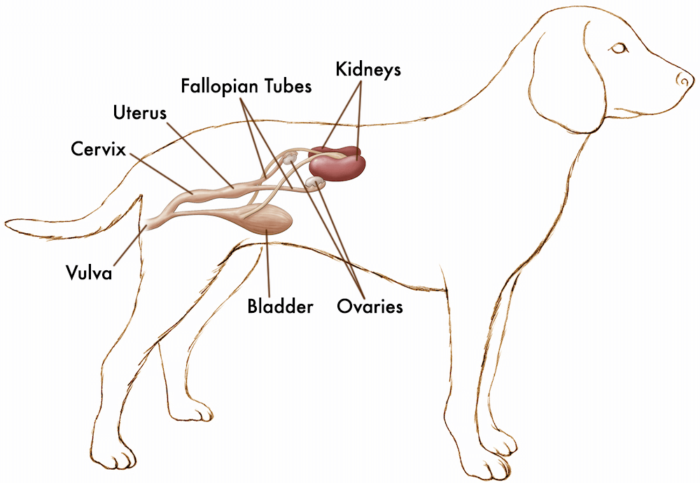 True vs False Pregnancy in Dogs: A Comprehensive Guide Canine Reproductive Health