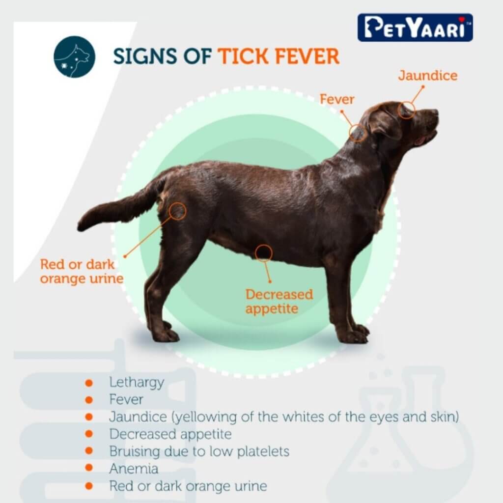 Tick Fever in Dogs: A Comprehensive Guide to Protect Your Canine Companion Signs and Symptoms of Tick Fever in Dogs