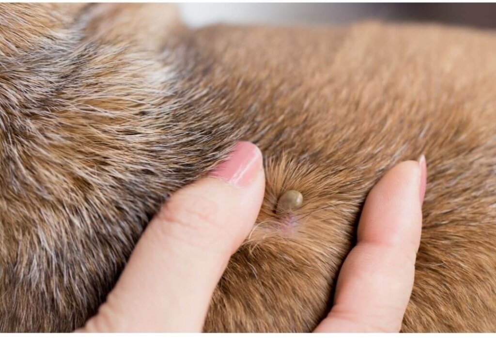 Tick Fever in Dogs: A Comprehensive Guide to Protect Your Canine Companion Tick Fever in Dogs
