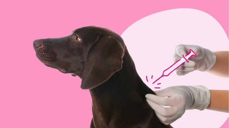 Dog Vaccinations in India: Schedule and Costs Pet vaccination near me
