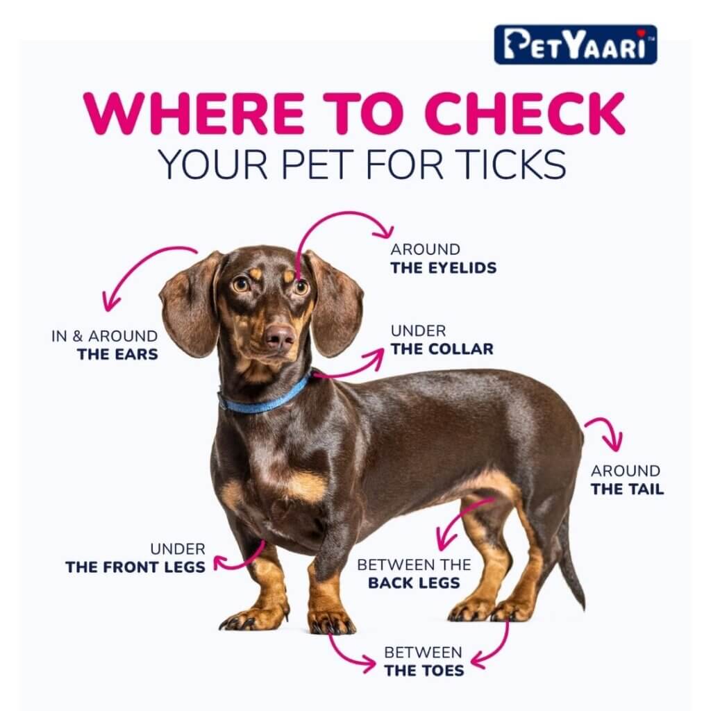 Tick Fever in Dogs: A Comprehensive Guide to Protect Your Canine Companion where to check for ticks