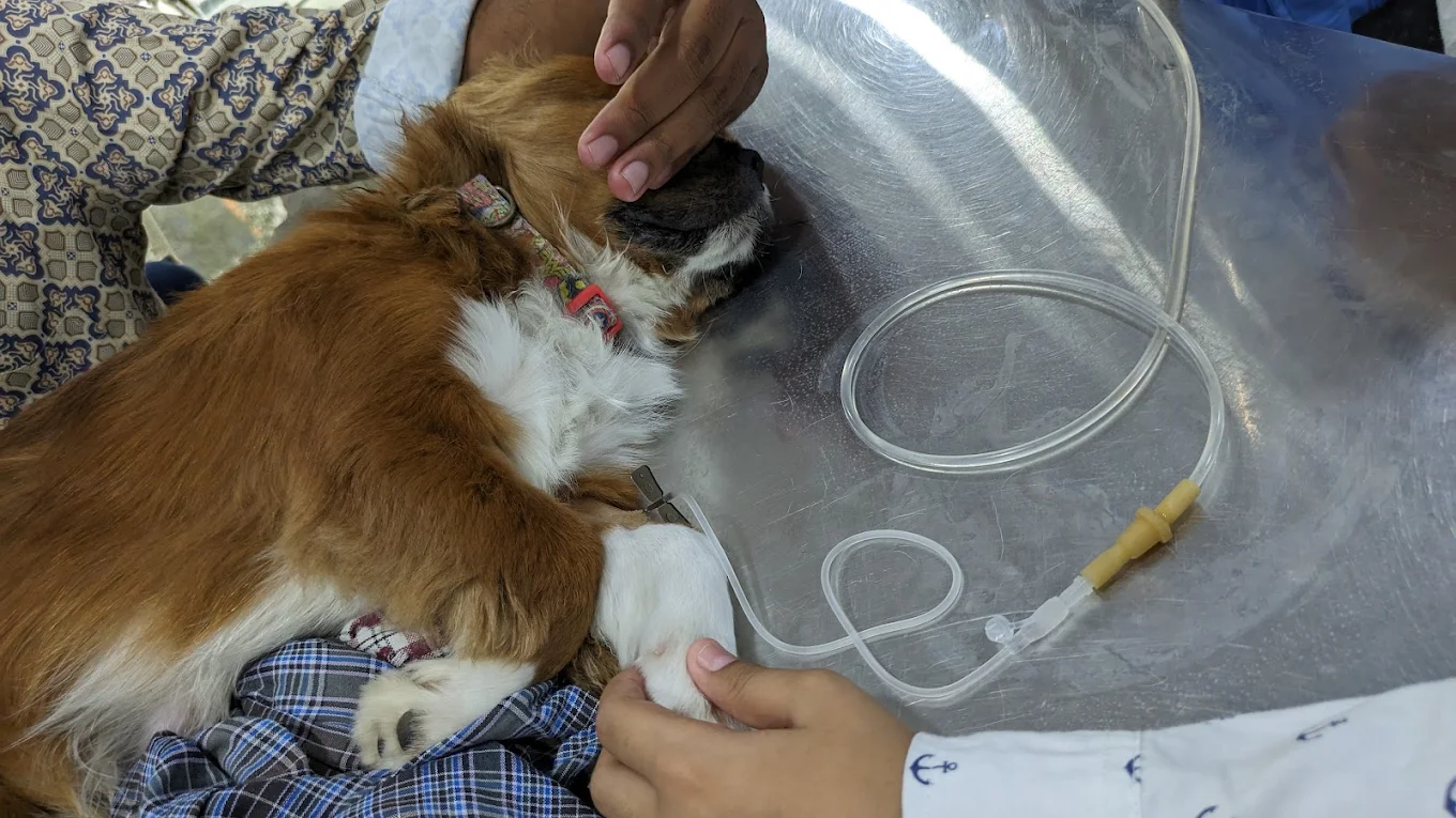 Parvo Virus in Dogs: Symptoms, Treatment & Prevention | Petyaari Pet Clinic Dog ongoing fluid therapy for parvo virus at petyaari pet clinic