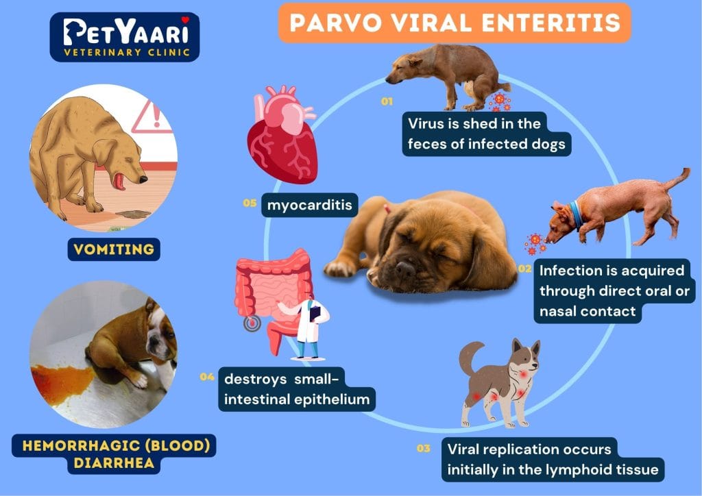 Parvo Virus in Dogs: Symptoms, Treatment & Prevention | Petyaari Pet Clinic Canine Parvo virus infographics describing its spread, symptoms and pathogenesis.
