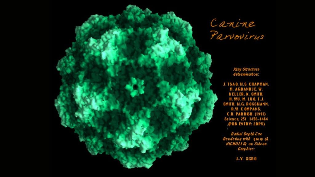 Parvo Virus in Dogs: Symptoms, Treatment & Prevention | Petyaari Pet Clinic Molecular surface of Canine Parvovirus (CPV), radially depth cued, as solved by X-ray crystallography
from the Institute for Molecular Virology