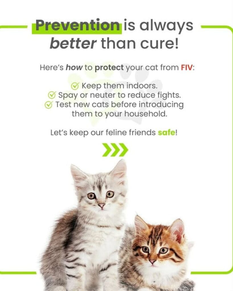 Prevention is better than cure for FIV in cats