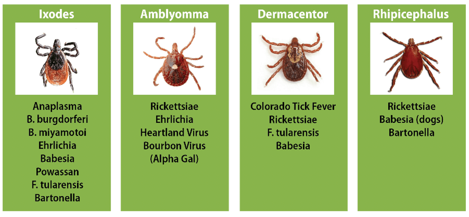 Silent Killers: Unmasking the Severe Threat of Tick-Borne Diseases to Dogs in India Tick-Borne Diseases