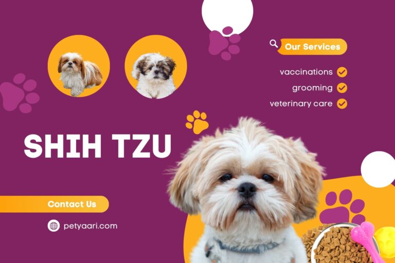 Shih Tzu Dog Breed