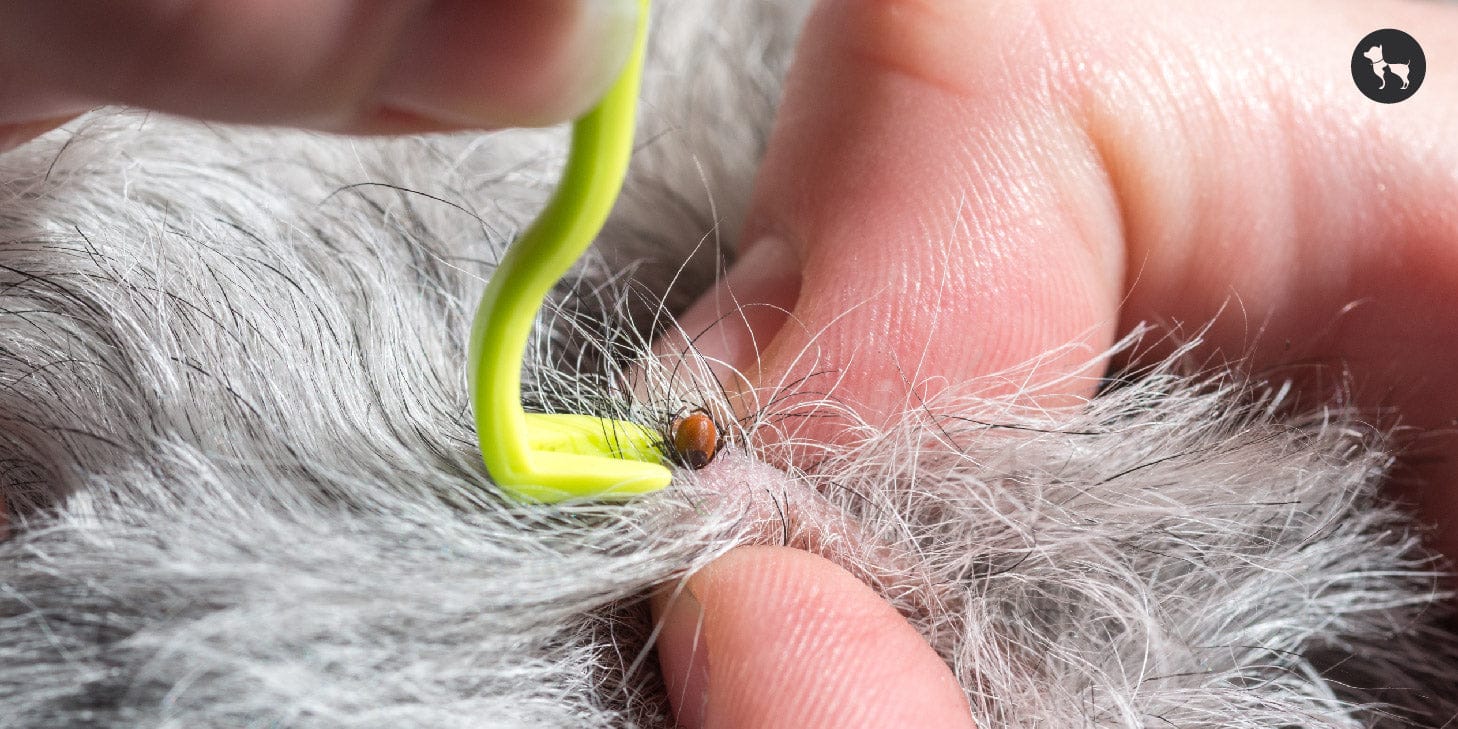 Silent Killers: Unmasking the Severe Threat of Tick-Borne Diseases to Dogs in India Treatment and Prevention of Ticks and TBDs