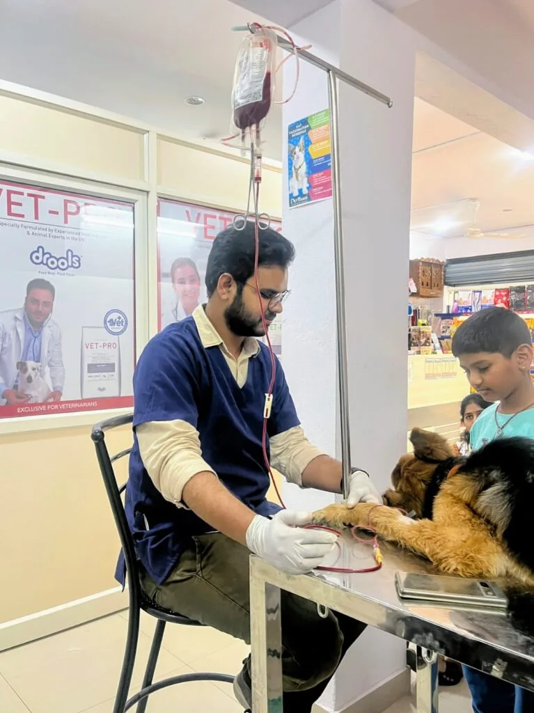 Blood Transfusion in Dogs: A Comprehensive Guide for Pet Owners Dr Mohd Sajeed performing blood transfusion in a dog suffering from tick fever at petyaari pet clinic