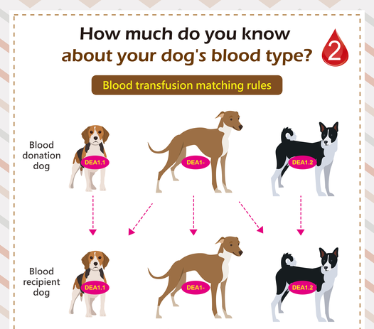 Blood Transfusion in Dogs: A Comprehensive Guide for Pet Owners dog blood types