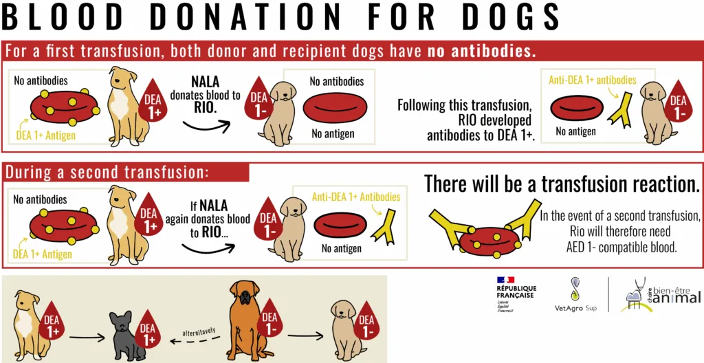 Blood Transfusion in Dogs: A Comprehensive Guide for Pet Owners Blood Donation for Dogs - The DEA System