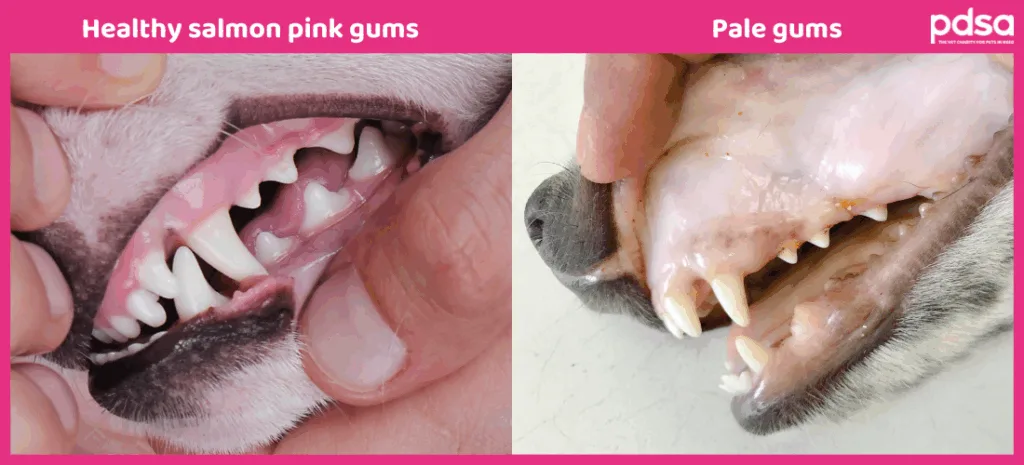 Blood Transfusion in Dogs: A Comprehensive Guide for Pet Owners Dog healthy gums in comparison with pale gums