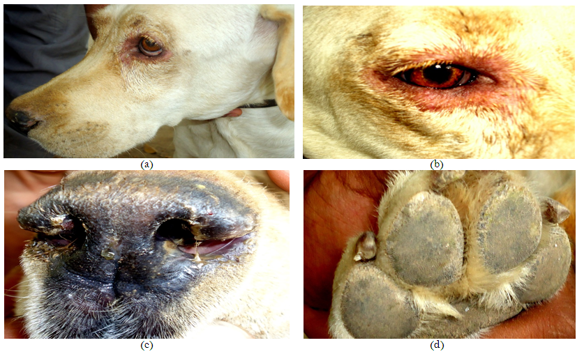 Canine Distemper in Dogs: A Pet Owner's Guide to Symptoms, Treatment, and Prevention (a) eye discharges, (b) infection around the eye, (c) nasal discharges (d) Hard Pads